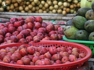 Mận Trung Quốc có hình dáng tròn đều hơn mận Việt. Ảnh: Thi Hà.