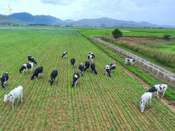 Hàng Việt Nam và hàng sản xuất tại Việt Nam, tranh cãi vì quá rối