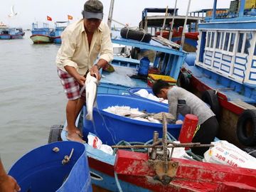 Hàng chục tàu đổ vào cảng Vạn Giã để bán tháo hải sản chạy bão số 5 