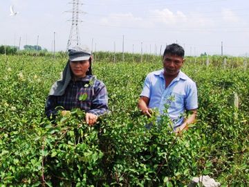 Mô hình trồng cà gai leo giúp gia đình ông Lê Xuân Minh có thu nhập ổn định. Trong ảnh, vợ chồng ông Minh đang thu hái cây cà gai leo. 