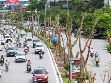 Ha Noi xin trong 600.000 cay khong dau thau: Chua thuyet phuc 