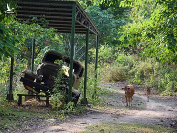 Người dân chăn thả gia súc ngay trong khu tái hiện. Đoạn đường dài 1,3 km bị bỏ hoang sau bốn năm đưa vào sử dụng. Ảnh: Đắc Thành.