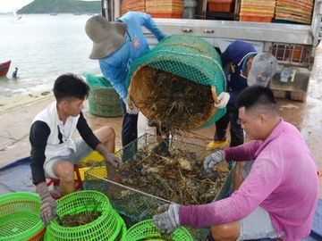 Trung Quốc đóng lối nhỏ, tôm cá rớt giá, dân Việt khóc ròng