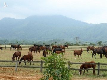 Theo đó, M'Drăk nằm cách trung tâm TP. Buôn Mê Thuột, Đắk Lắk khoảng 100km. Ảnh: Internet