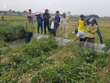 Bác nông dân chống tham nhũng tê tái nhìn 2 sào ớt bị bẻ la liệt - Ảnh 1.