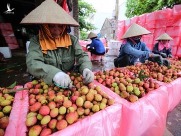 5 năm đàm phán, vải thiều Việt chính thức sang Nhật - Ảnh 1.