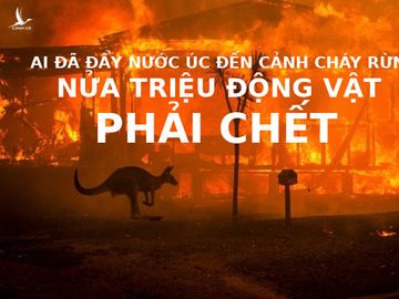 Soc-voi-canh-chay-rung-o-Uc-Nua-ti-dong-vat-gap-nan-23-nguoi-thiet-mang6