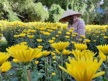 Làng hoa Bình Định trúng đậm hoa cúc Tết, thu về hàng tỉ đồng - ảnh 9