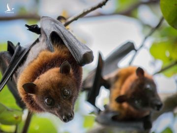 Virus viem phoi la o TQ gan giong Sars, co the bat nguon tu loai doi hinh anh 1 doi_shutter.jpg