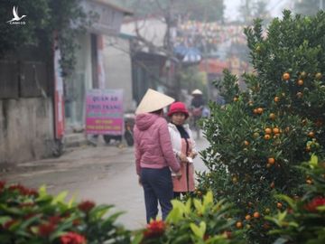 Hình ảnh người Đồng Tâm trưng đào, quất cảnh đón Tết - 12