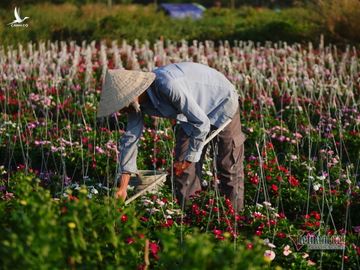 Hương xuân phủ khắp làng hoa ngoại thành Sài Gòn