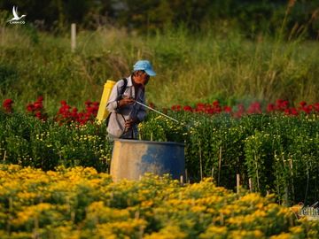 Hương xuân phủ khắp làng hoa ngoại thành Sài Gòn