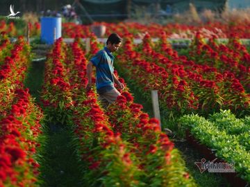 Hương xuân phủ khắp làng hoa ngoại thành Sài Gòn