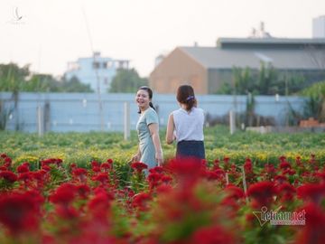 Hương xuân phủ khắp làng hoa ngoại thành Sài Gòn