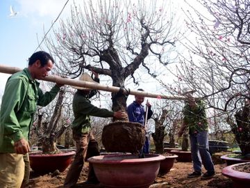 Đào Nhật Tân khoe sắc