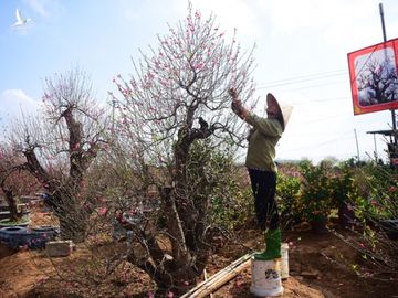 Đào Nhật Tân khoe sắc