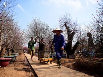 Đào Nhật Tân khoe sắc