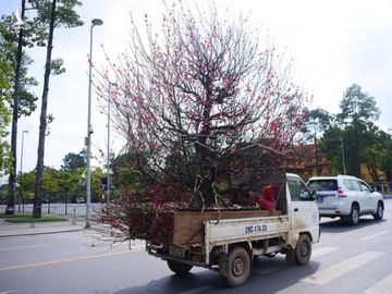 Đào Nhật Tân khoe sắc