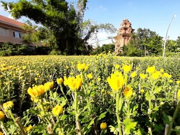 Làng hoa Bình Định trúng đậm hoa cúc Tết, thu về hàng tỉ đồng - ảnh 1