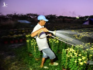 Hương xuân phủ khắp làng hoa ngoại thành Sài Gòn