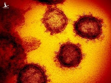 Nghiên cứu của Mỹ: Virus COVID-19 có xu hướng bám vào tế bào người nhiều hơn virus SARS từ 10 tới 20 lần