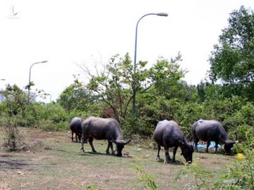 Bất động sản sẽ mệt vì quy trình '6 bước'