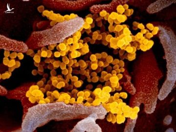Vì sao nói chủng mới virus corona ở Trung Quốc bất thường? - Ảnh 1. Vì sao nói chủng mới virus corona ở Trung Quốc bất thường? - Ảnh 1.