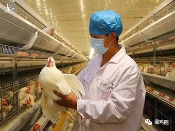 Trung Quốc phát hiện ổ dịch cúm gia cầm H5N6 - 1