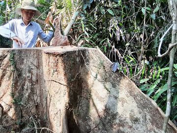 Cây rừng bị cưa hằng ngày, kiểm lâm nói đang đi đếm để... báo cáo lên trên - Ảnh 3.