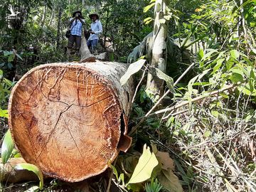 Cây rừng bị cưa hằng ngày, kiểm lâm nói đang đi đếm để... báo cáo lên trên - Ảnh 7.