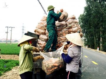 Nông dân kể chuyện chia nhau 100 tỷ trên cánh đồng rực đỏ