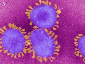 Day co the la con vat lay lan Covid-19 sang nguoi hinh anh 2 corona_virus_under_scope.jpg