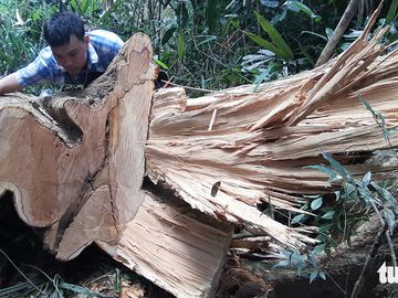 Cây rừng bị cưa hằng ngày, kiểm lâm nói đang đi đếm để... báo cáo lên trên - Ảnh 1.