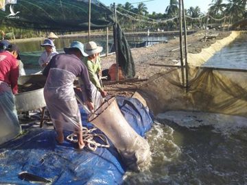 Nông dân miền Tây không ngồi bó tay, trồng cây thích nghi hạn, mặn - Ảnh 2.