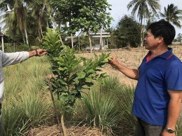 Nông dân miền Tây không ngồi bó tay, trồng cây thích nghi hạn, mặn - Ảnh 1.