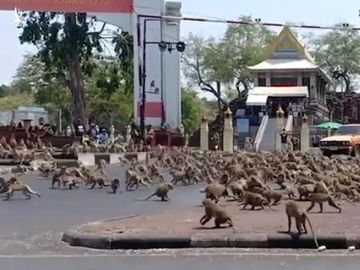 Hàng trăm con khỉ đói làm loạn cho thấy sự tàn phá của virus corona với kinh tế Thái Lan