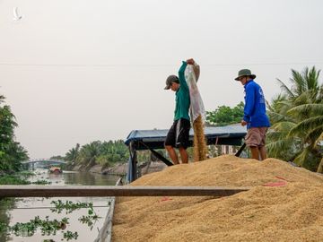 Nông dân xã Thạnh An, huyện Vĩnh Thạnh, TP Cần Thơ thu hoạch lúa vụ Đông Xuân đầu tháng 3/2020. Ảnh: Thanh Trần