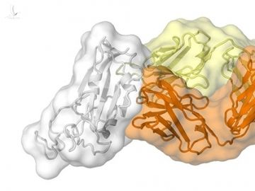 Tim ra diem yeu cua virus corona hinh anh 1 ncov_3.jpg