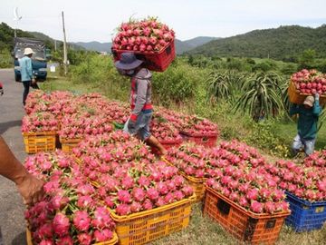 Trung Quốc lại siết cửa khẩu, tạm dừng đưa nông sản lên biên giới - ảnh 1