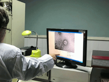 Virus gây dịch Covid-19 tại Việt Nam đã tiến hóa, có sự khác biệt rõ rệt - ảnh 1