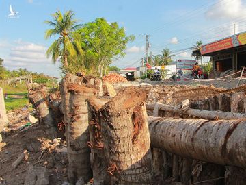 Tan nát những tuyến đường vùng ngọt hóa Cà Mau - Ảnh 2.