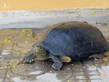 'Cụ rùa' sống dưới tượng phật Quan Âm trong chùa ở miền Tây