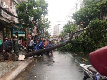 Duong ngap, cay bat goc sau tran mua lon o TP.HCM hinh anh 2 mua_do_2.jpg