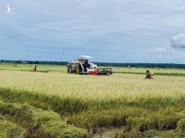 Toàn cầu lên cơn sốt, thế mạnh Việt Nam được vụ thu lớn