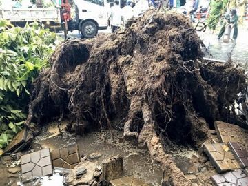 Cần Thơ: Giông lốc làm cây xanh ngã đổ, đè lên xe