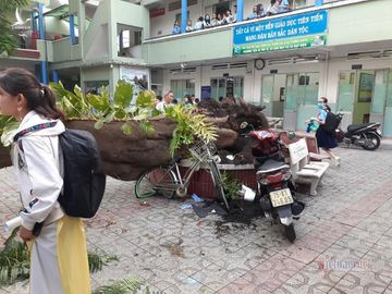 Bộ Giáo dục: Chặt cây hàng loạt là thái quá