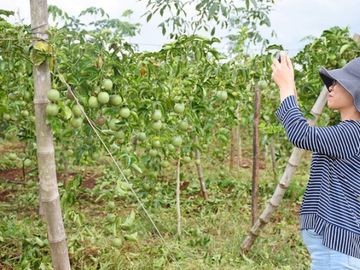 4 giải pháp phát triển chanh leo bền vững - Ảnh 2.