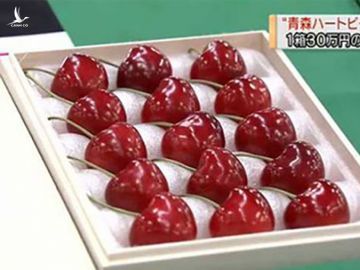 Cherry Nhật kỷ lục 64 triệu 15 quả, về Việt Nam giá 6,6 triệu/kg