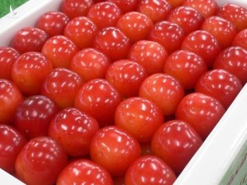 Cherry Nhật kỷ lục 64 triệu 15 quả, về Việt Nam giá 6,6 triệu/kg