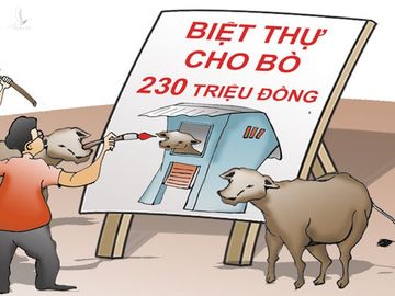 Về “những con bò hạnh phúc” trong dự án chùm khế ngọt? - 1